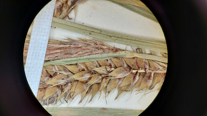 closeup of inflorescence of syntype (2)