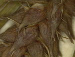Close-up of perigynia