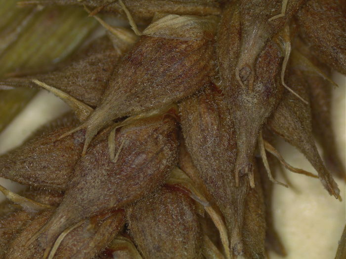 Close-up of perigynia