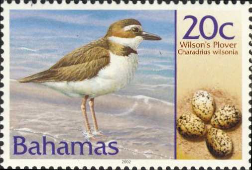 Charadrius wilsonia