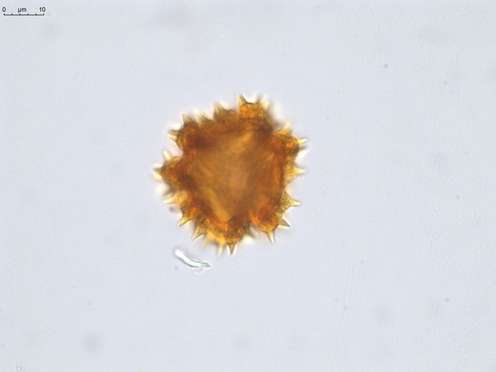 Pollen grain of Vernonia andapensis, H. Humbert, R. Capuron, 21940