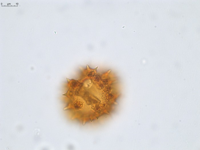 Pollen grain of Vernonia andapensis, H. Humbert, R. Capuron, 21940