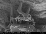 Pollen grain of Vernonia baillonii, Antilahimena, P., 4899