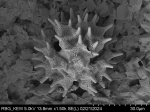 Pollen grain of Vernonia baillonii, Antilahimena, P., 4899
