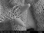 Pollen grain of Vernonia baillonii, Antilahimena, P., 4899
