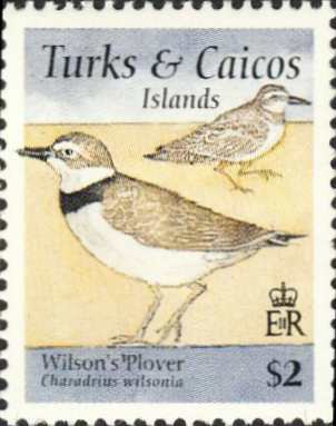 Charadrius wilsonia