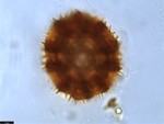 Pollen grain of Vernonia britteniana, Bamps, P., 4004