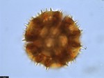 Pollen grain of Vernonia britteniana, Bamps, P., 4004