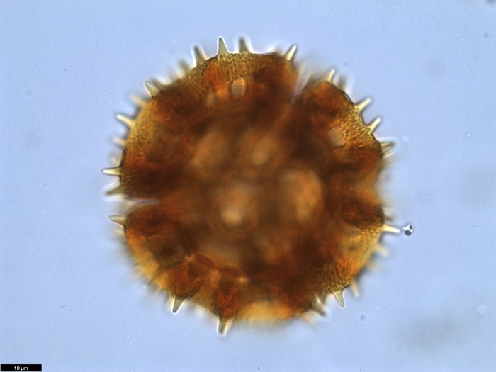 Pollen grain of Vernonia britteniana, Bamps, P., 4004
