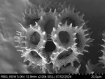 Pollen grain of Vernonia britteniana, Bamps, P., 4004