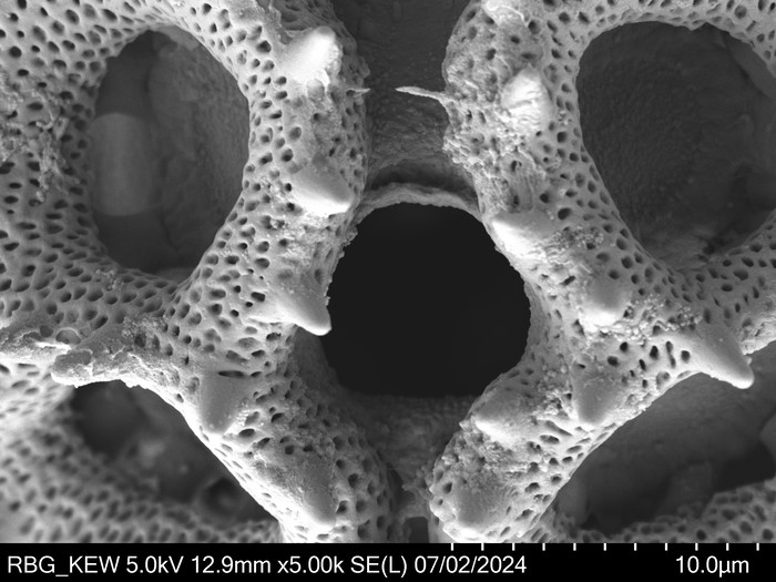 Pollen grain of Vernonia britteniana, Bamps, P., 4004