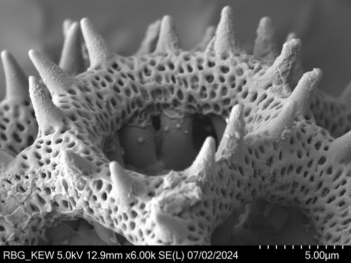 Pollen grain of Vernonia britteniana, Bamps, P., 4004 Pollen grain of Vernonia britteniana, Bamps, P., 4004