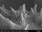 Pollen grain of Vernonia dekindtii, Gossweiler, J., 10162