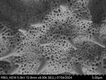 Pollen grain of Vernonia dekindtii, Gossweiler, J., 10162