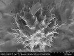Pollen grain of Vernonia dekindtii, Gossweiler, J., 10162