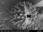 Pollen grain of Vernonia dekindtii, Gossweiler, J., 10162