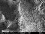 Pollen grain of Vernonia dekindtii, Gossweiler, J., 10162