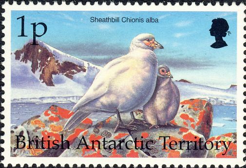 Chionis alba Chionis alba