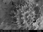 Pollen grain of Vernonia ikongensis, R. Decary, 5530