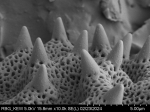 Pollen grain of Vernonia ikongensis, R. Decary, 5530