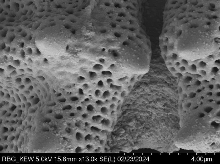 Pollen grain of Vernonia ikongensis, R. Decary, 5530