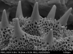 Pollen grain of Vernonia isalensis, Perrier de la Bâthie, H., P00626425