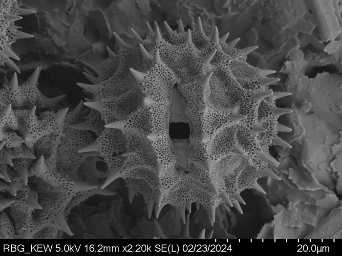 Pollen grain of Vernonia isalensis, Perrier de la Bâthie, H., P00626425
