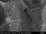 Pollen grain of Vernonia isalensis, Perrier de la Bâthie, H., P00626425