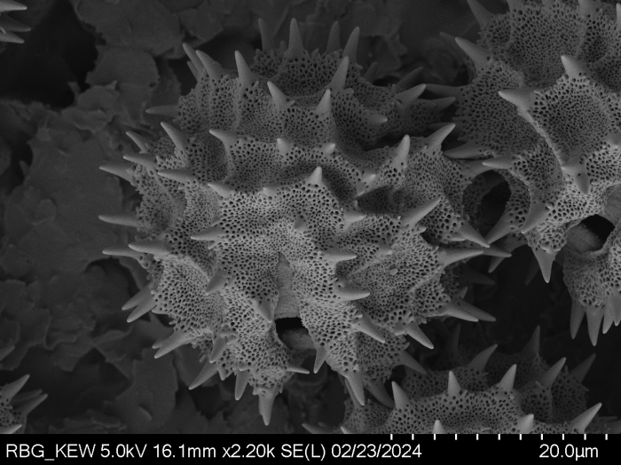Pollen grain of Vernonia isalensis, Perrier de la Bâthie, H., P00626425