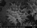 Pollen grain of Vernonia isalensis, Perrier de la Bâthie, H., P00626425