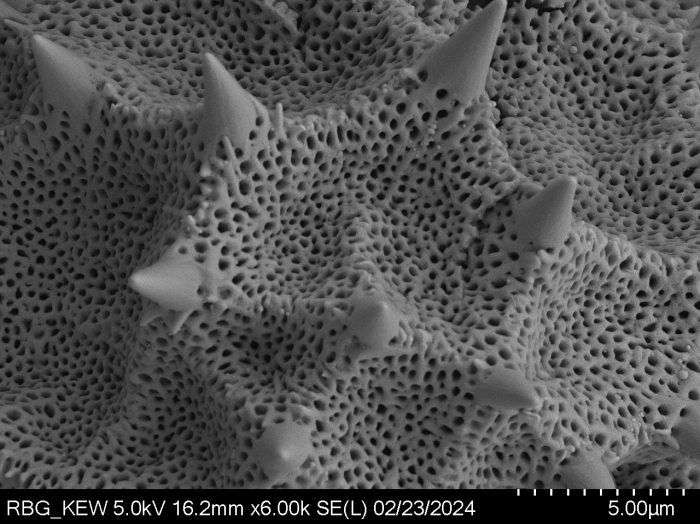 Pollen grain of Vernonia isalensis, Perrier de la Bâthie, H., P00626425
