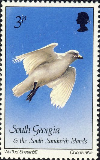 Chionis alba Chionis alba