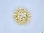 Pollen grain of Vernonia lisowskii, Durigneaud, 4557