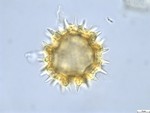 Pollen grain of Vernonia lisowskii, Durigneaud, 4557