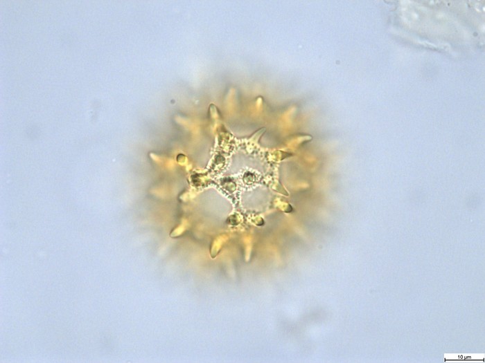 Pollen grain of Vernonia lisowskii, Durigneaud, 4557