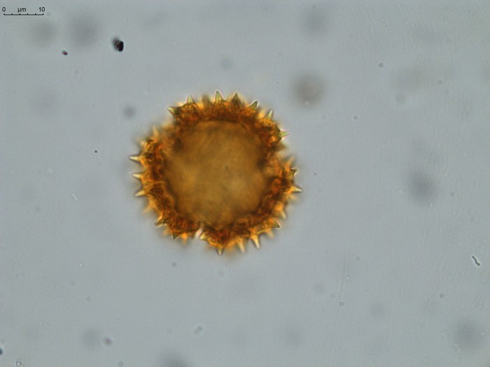 Pollen grain of Vernonia neocoursiana, G. Cours, 4700