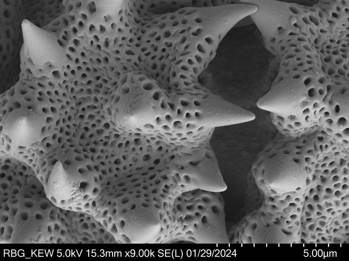 Pollen grain of Vernonia neocoursiana, G. Cours, 4700