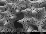 Pollen grain of Vernonia neocoursiana, G. Cours, 4700