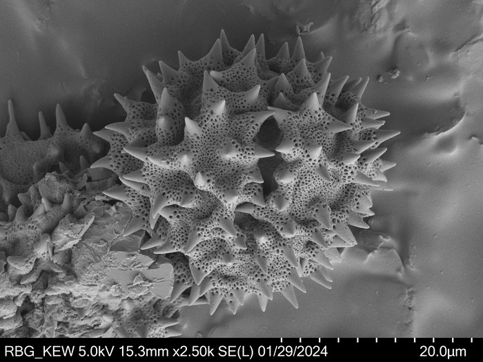 Pollen grain of Vernonia neocoursiana, G. Cours, 4700