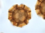Pollen grain of Vernonia orgyalis, Silva, M., 2084
