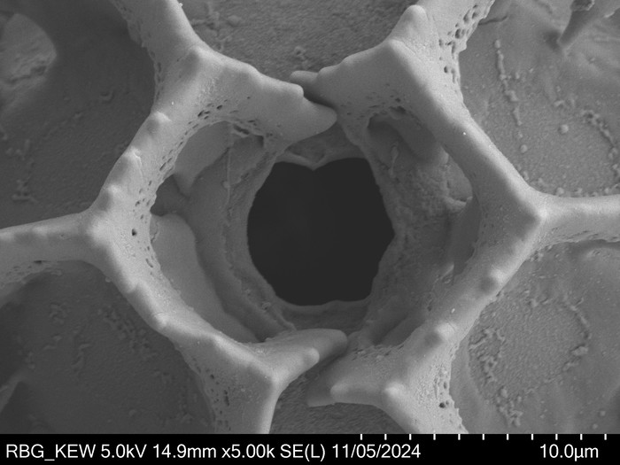 Pollen grain of Vernonia orgyalis, Silva, M., 2084