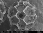 Pollen grain of Vernonia orgyalis, Silva, M., 2084