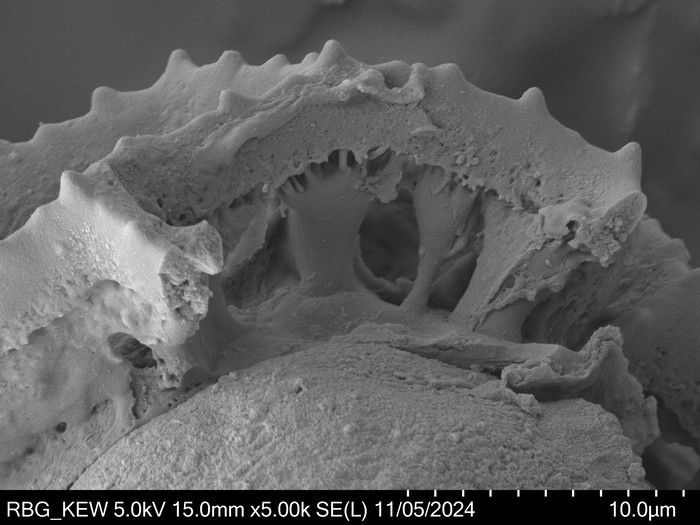 Pollen grain of Vernonia orgyalis, Silva, M., 2084