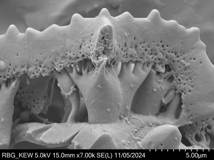 Pollen grain of Vernonia orgyalis, Silva, M., 2084