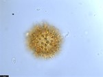 Pollen grain of Vernonia pandurata, Raimundo, A.F., 772