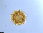 Pollen grain of Vernonia pandurata, Raimundo, A.F., 772