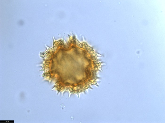 Pollen grain of Vernonia pandurata, Raimundo, A.F., 772