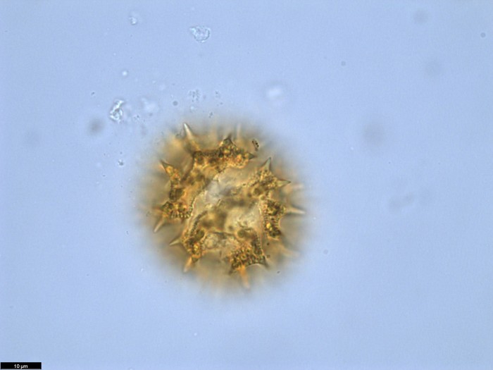 Pollen grain of Vernonia pandurata, Raimundo, A.F., 772
