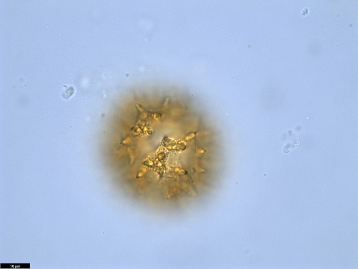 Pollen grain of Vernonia pandurata, Raimundo, A.F., 772