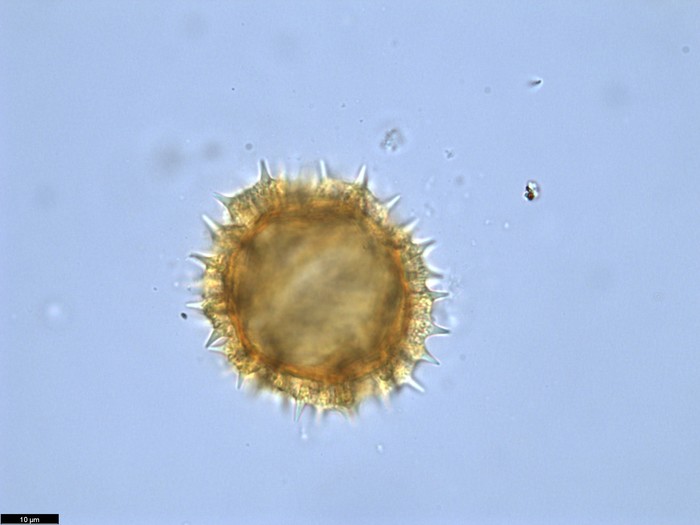 Pollen grain of Vernonia pandurata, Raimundo, A.F., 772